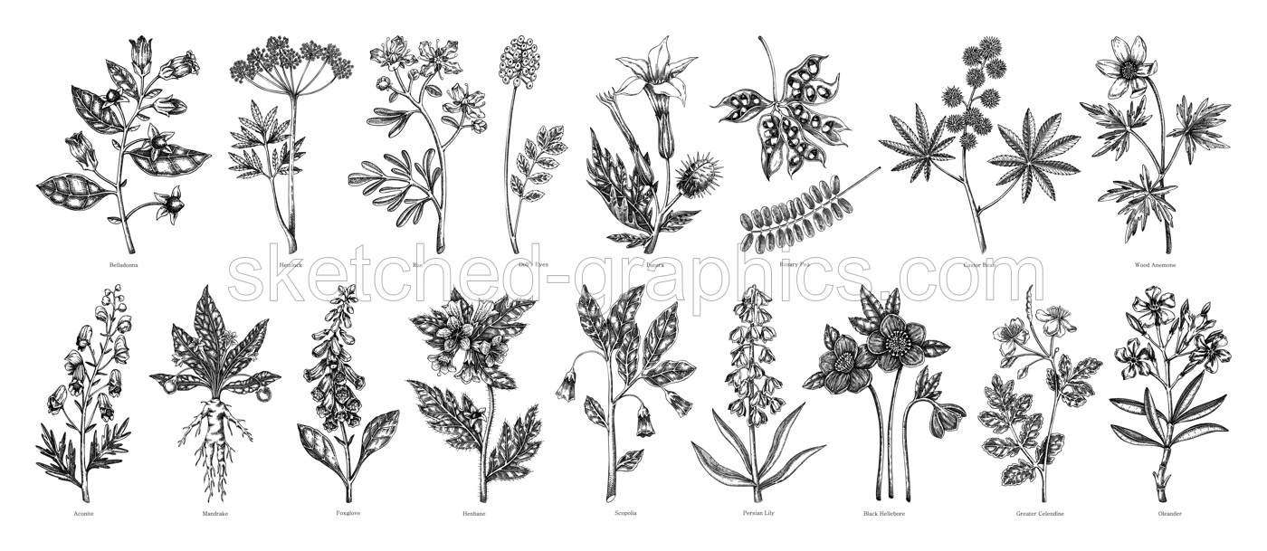 Poisonous plant hand drawn vector illustrations. Witch herbs in sketch style. Medicinal plants drawings.  NOT AI generated Illustration